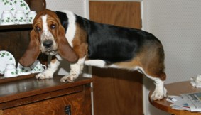 Matilda on the dresser